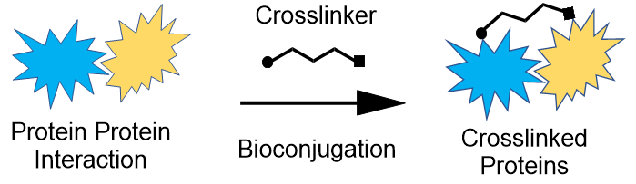 Bioconjugation scheme General bioconjugation diagram illustrating the formation of a bioconjugate