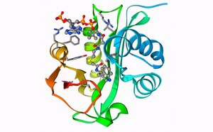Coenzymes A three-dimensional molecular structure of an enzyme with its coenzymes. The model includes various colored structures representing different parts of the molecules, with helices in shades of blue and green, sheets in yellow and red, and stick representations for the coenzymes in multiple colors indicating different atoms.