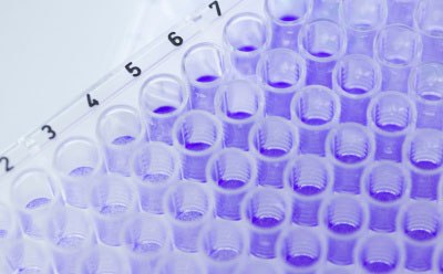 Close-up photograph of 96-well metabolite library plate with crystal violet solution Close-up photograph of multi-pipettes adding samples to the deep well tray of a metabolite library kit with a violet solution in a laboratory.