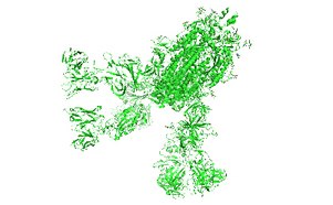Glycoconjugates Illustration of the SARS-CoV-2 spike glycoprotein in green on a white background, depicting the structure of the protein responsible for virus attachment to human cells.