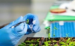 Natural Products A person’s hand wearing a blue glove, holding a pipette and working with small plants. The pipette is dispensing a liquid onto one of the small green plants. There are multiple small green plants arranged in rows, in a laboratory environment.