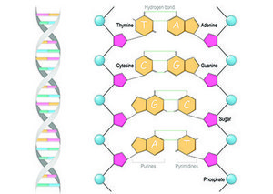 Nucleosides & Nucleotides Illustration of a DNA molecule with its double helix structure on the left and an expanded view of the nucleotide pairs connected by hydrogen bonds on the right, labeled with their respective names: Adenine, Thymine, Cytosine, Guanine, along with sugar and phosphate groups forming the backbone.