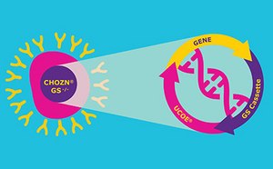 Bioprocessing Catalog Cell Lines Graphic of recombinant platform featuring CHOZN® GS -/- CHO cell line and UCOE® expression technology