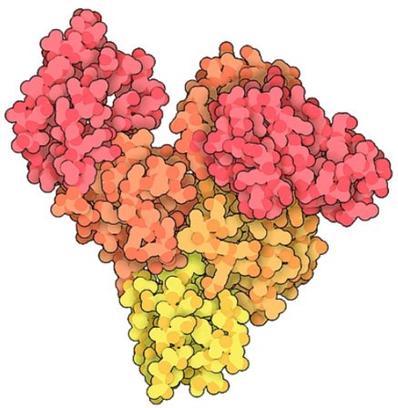 Molecular structure of bovine serum albumin The image displays a molecular structure resembling a bunch of grapes with individual molecules colored in shades of red, orange, and yellow.