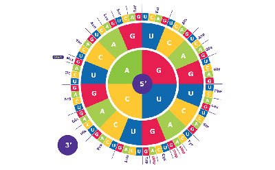 Amino Acid Codon Wheel Use this amino acid codon wheel during RNA translation to discover the amino acids related to your sequence