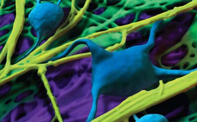 Attachment Factors Enhance Mammalian Cell Culture Microscopic image of attachment factors enhancing mammalian cells.