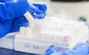 Cell freezing media for cryopreservation of cell stocks Scientist, wearing blue gloves, placing cryovial of cells in to a cryostorage box