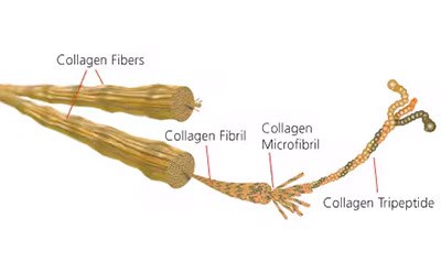 Collagen Fibers Diagram showing the hierarchical structure of collagen, from collagen fibers to fibrils, microfibrils, and tripeptides, labeled for educational purposes.