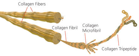 Attachment factors like collagen can improve mammalian cell culture