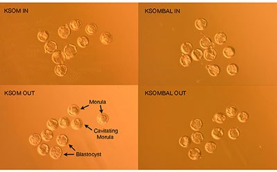 FVB/N embryos 96 hours post-hCG induction of ovulation demonstrate morula, cavitating morula and blastocyst developmental stages FVB/N embryos 96 hours post-hCG induction of ovulation demonstrate morula, cavitating morula and blastocyst developmental stages