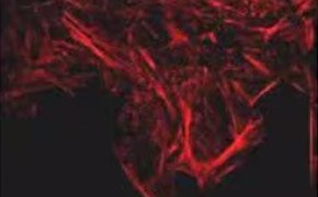 F-actin Visualization F-actin is visible in the cells as long straight lines that cover the cells. These lines cover the top of the image and expand into the bottom middle of the image.