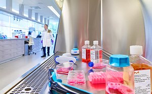 FBS - Fetal Bovine Serum & Fetal Calf Serum Cell culture workflow in the tissue culture hood