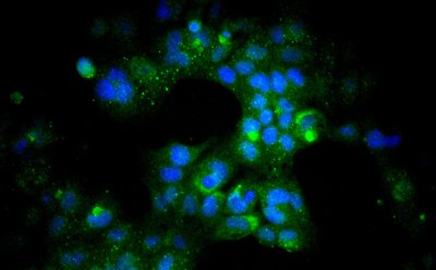 hl-1 mouse cardiac muscle cells Fluorescnet staining of perinuclear ANF (green) and nuclear DAPI (blue) in the presence of HL-1 screened FBS