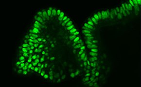 3D Cell Culture 3D Cell Culture