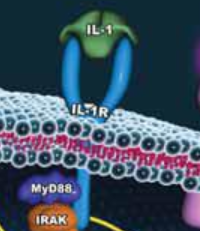 IL-1(interleukin-1) is one of many proinflammatory cytokines used in cell culture models IL-1(interleukin-1) is one of many interleukin cytokines used in cell culture