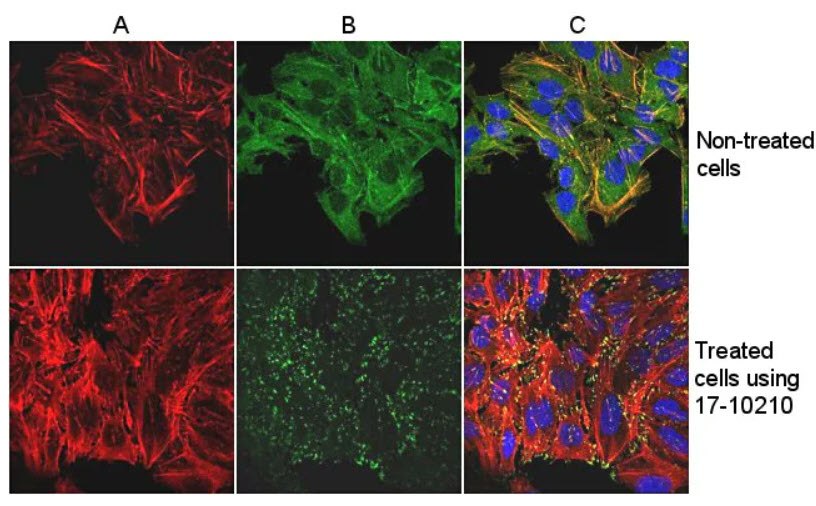 Immunofluorescence Analysis IHC, WB 및 기타 면역검출 분석법의 결과를 향상시키는 세포골격(오른쪽)