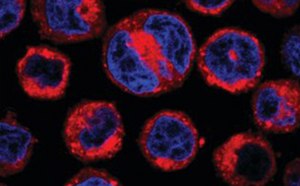 Live U937 cells stained with CellVue® Claret Far Red Fluorescent Dye and DAPI Live Cell Imaging Reagents