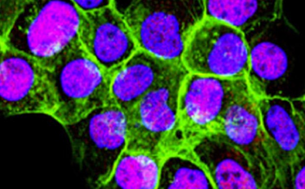 Mammalian Cell Lines Mammalian Cell Lines