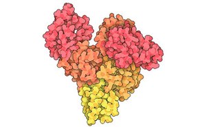 Albumins and Transport Proteins Albumins and Transport Proteins