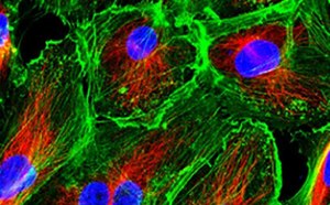 Cell Lines & Specialty Cell Culture Cell Lines & Specialty Cell Culture