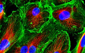 Primary cells in culture Primary cells in culture