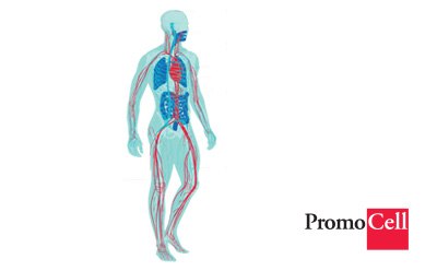PromoCell® Human Primary Cell Culture It shows a clear view of the heart, arteries, and veins in blue and red colors, which represent the pathways of oxygenated and deoxygenated blood, respectively.
