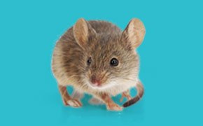 Media products qualified for mouse embryo culture Media products qualified for mouse embryo culture