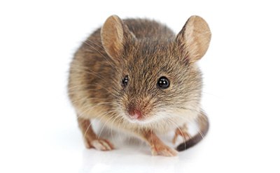 A brown mouse against a white background. A brown mouse against a white background.