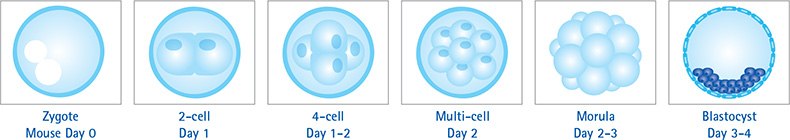 Stages of embryo development 배아 발달의 6단계