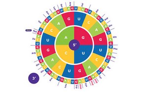 Supplements for Cell Culture The image features a vibrant circular genetic code chart, segmented into various colored sections, each representing different nucleotide base combinations (A, U, G, C).