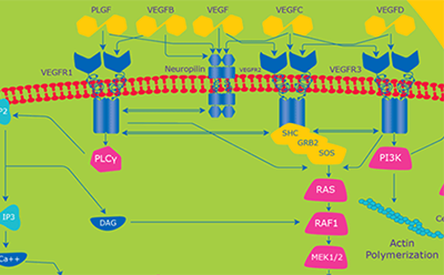 Vascular Endothelial Growth Factor (VEGF) pathway the colorful diagram represents cellular signaling pathways involving VEGF family interactions, intracellular signaling proteins, and the cell membrane. It showcases VEGF binding to receptors, Neuropilin assisting, and downstream pathways leading to Actin Polymerization.