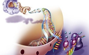 Amino acid recombined Illustration of a ribosome moving along mRNA to incorporate amino acids into a polypeptide.