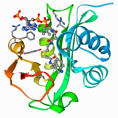 Coenzymes This vibrant image captures the complex tertiary structure of a protein molecule, highlighted by a spectrum of colors that distinguish its helices, sheets, and side chains.