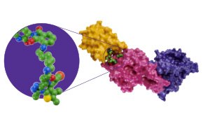 Chemical Biology Protac in action