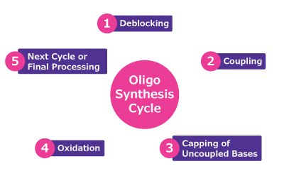 Stepwise overview of the oligonucleotide synthesis cycle, highlighting the key stages: deblocking, coupling, capping, oxidation, and final processing or initiation of the next cycle. Oligo synthesis cycle A