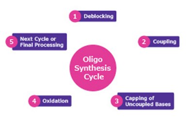 올리고 합성 사이클 올리고 합성 사이클 A