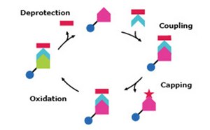 Chemical Synthesis Workflow of deprotection, coupling, capping, and oxidation