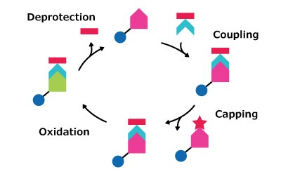 Illustration of the phosphoramidite oligonucleotide synthesis process, showing the chemical transformations during deprotection, coupling, capping of uncoupled bases, and oxidation Oligo Synthesis Cycle B