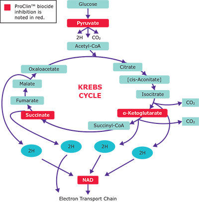 Proclin™ biocide preservative inhibits microbial Kreb cycle in several places 여러 장소에서 미생물 크렙스 회로를 저해하는 Proclin™ 살생물 보존제
