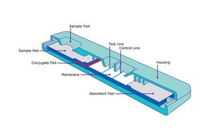 Lateral flow assay schematic