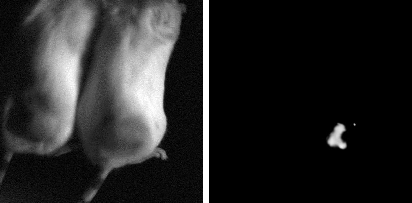 siRNA Oligos Photographs of fluorescently glowing, Luciferase-specific siRNA treated animals and non-glowing non-targeting siRNA treated control animal showing the effectiveness of in-vivo-quality siRNA in delivering luciferase