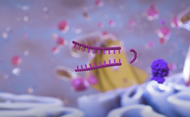 RNAi Single Clones RNAi Single Clones