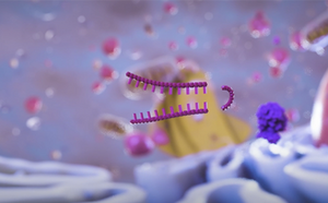 RNAi 단클론 RNAi 단클론