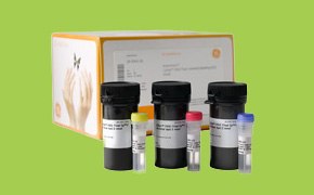 Fluorescent Labels A set of three bottles with colored caps in red, yellow, and blue. These bottles are placed in front of a box. Cy3® and Cy5® fluorescent labels are used in scientific research for tagging and visualizing molecules under specific lighting conditions.