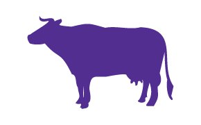 Bovine 소 이미지