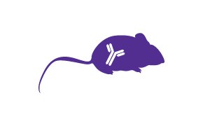 Mouse Hybridoma 마우스 하이브리도마 이미지