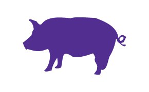 Porcine 돼지 이미지