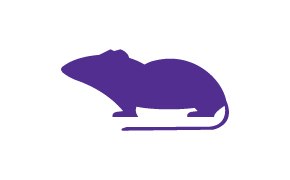 Rat 래트 이미지