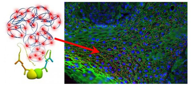 Duolink® Proximity Ligation Assay Duolink® Proximity Ligation Assay