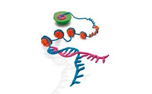 Epigenetics Epigenetics